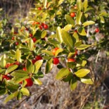 Yaupon Holly by Luteus