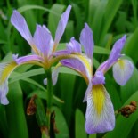 Southern Blue Iris by James Steakley