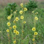 Compass Plant by Eric Hunt