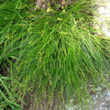 Straight-styled Wood Sedge by Daderot