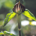 Jack-in-the Pulpit by U.S. Environmental Protection Agency