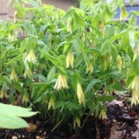 Large-flowering Bellwort by Chanteusey