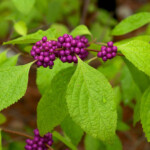 American Beautyberry by Eric Hunt