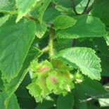 American Hazelnut by Superior National Forest