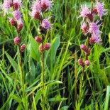 Rough Blazing Star by U.S. Environmental Protection Agency