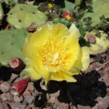 Prickly Pear Cactus by Paolo