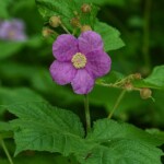 Purple-flowering Raspberry by Ryan Hodnett