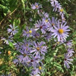 Smooth Blue Aster by Kathleen Houlahan Chayer