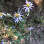 Late Purple Aster by iNaturalist user joef80