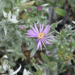 Silky Aster by peganum