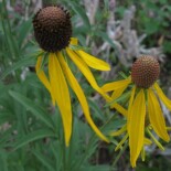 Yellow Coneflower by Frank Mayfield from Chicago area, US