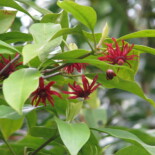 Florida Anise by peganum from Small Dole, England