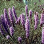 Bottlebrush Blazing Star by Clarence A. Rechenthin, hosted by the USDA-NRCS PLANTS Database