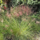 Muhly Grass by Stickpen