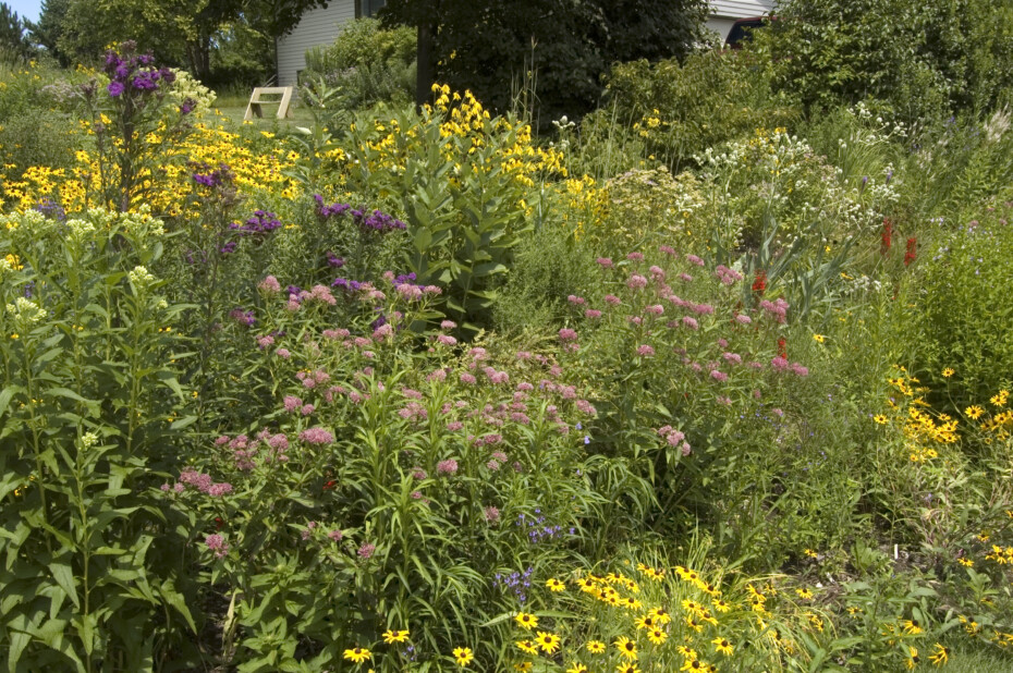 Tips for Growing a Native Wildflower Landscape