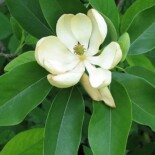 Sweetbay Magnolia by Derek Ramsey (Ram-Man). Co-attribution must be given to the Chanticleer Garden.