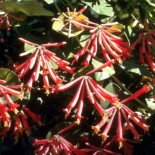 Coral Honeysuckle by Clarence A. Rechenthin, hosted by the USDA-NRCS PLANTS Database