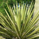 Facon's Yucca by Stan Shebs