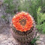 Fishhook Barrel Cactus by Scott Calhoun