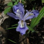 Crested Iris by Todd Crabtree