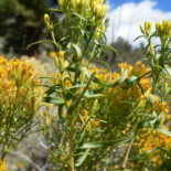 Low Green Rabbitbrush by Stan Shebs