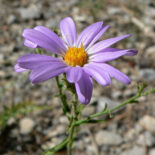 Hoary Aster by Stan Shebs