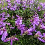 Cardwell's Cliff Penstemon by USFWS - Pacific Region