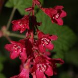 Red Flowering Currant by Walter Siegmund