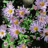 Pacific Aster by John Rusk