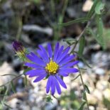 Fragrant Aster by Jason Grant