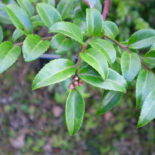 Evergreen Huckleberry by Ben Cody