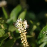 Sweet Pepperbush by David J. Stang