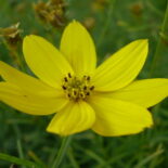 Threadleaf Coreopsis by Rob Hille