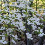 Flowering Dogwood by Eric Hunt