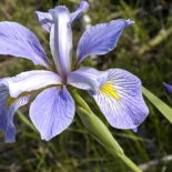 Southern Blue Flag Iris by Frank Mayfield