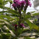 New York Ironweed by David J. Stang