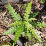 Sweet Fern by Rob Routledge