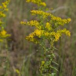 Anisescented Goldenrod by Eric Hunt