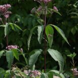 Spotted Joe Pye Weed by Rob Routledge