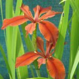 Copper Iris by peganum