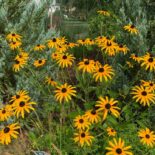 Black Eyed Susan by Revery