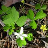 Barren Strawberry by Superior National Forest