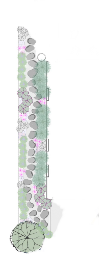 Landscape design plan showing a variety of native plants arranged along a winding stone pathway. Layout includes distinct areas for different plant types, with some plants indicated by unique patterns and colors to represent their placement and density in the garden.