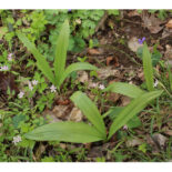 Wild Leek by Alan Cressler