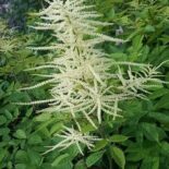 Goat's Beard by Prairie Nursery