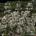 Calico Beardtongue by Sally and Andy Wasowiski