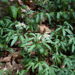 Cutleaf Toothwort by John R. Williams