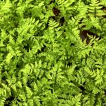 Lowland Fragile Fern by Cathy DeWitt