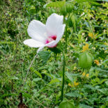 Halberdleaf Rosemallow by Stephanie Brundage