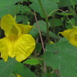 Yellow Jewelweed by Alan Cressler